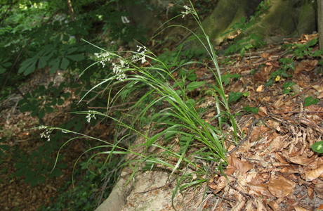 Weiß-Hainsimse (Luzula luzuloides) - © Philipp Sengl